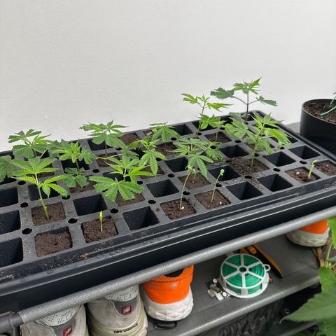 Gorrila nut #9 growlog timeline photo