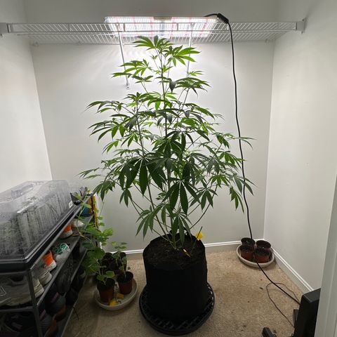 Gorrila nut #9 growlog timeline photo