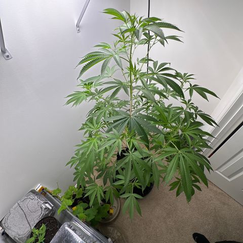 Gorrila nut #9 growlog timeline photo