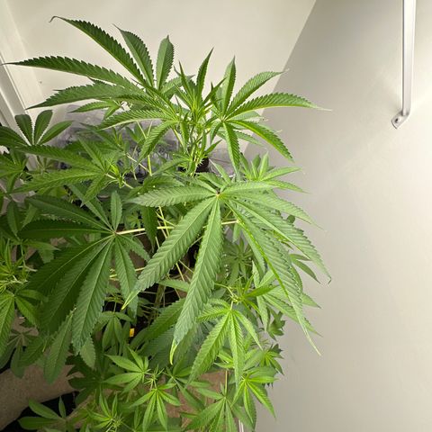 Gorrila nut #9 growlog timeline photo