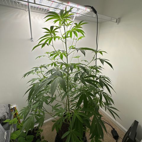 Gorrila nut #9 growlog timeline photo