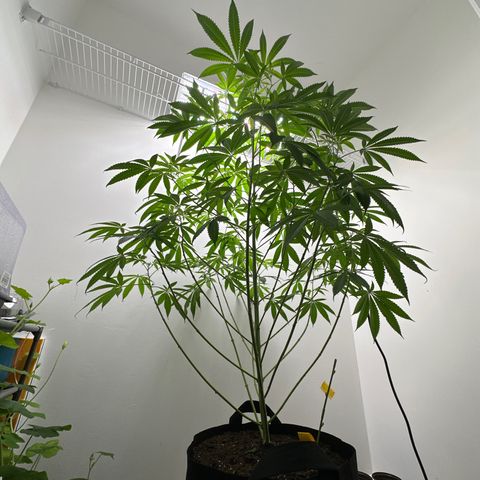 Gorrila nut #9 growlog timeline photo