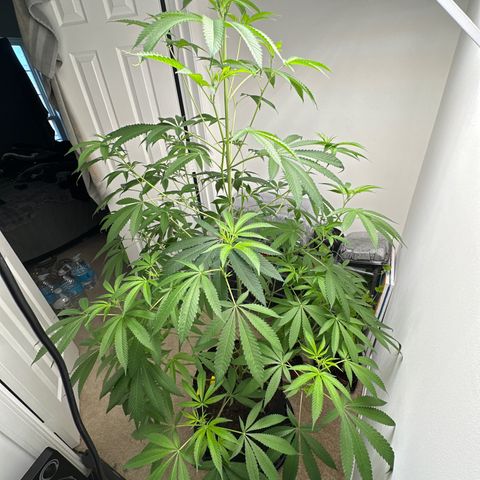Gorrila nut #9 growlog timeline photo