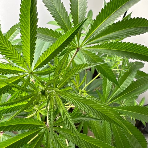 Gorrila nut #9 growlog timeline photo