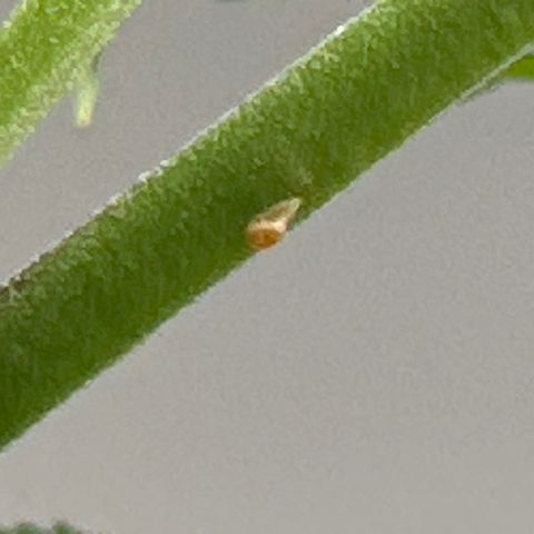 Gorrila nut #9 growlog timeline photo