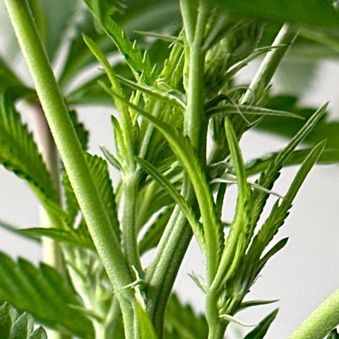 Gorrila nut #9 growlog timeline photo