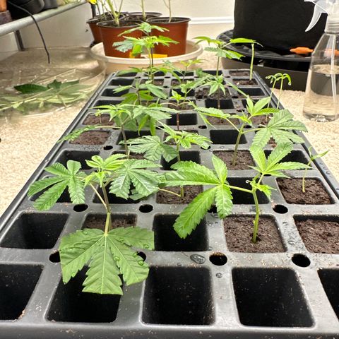 Gorrila nut #9 growlog timeline photo