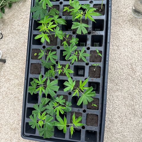 Gorrila nut #9 growlog timeline photo