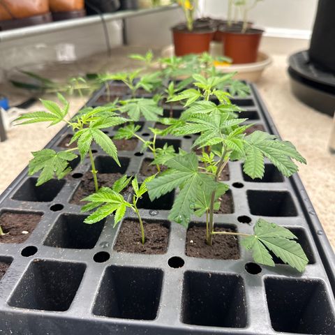 Gorrila nut #9 growlog timeline photo