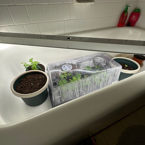 Gorrila nut #9 growlog timeline photo