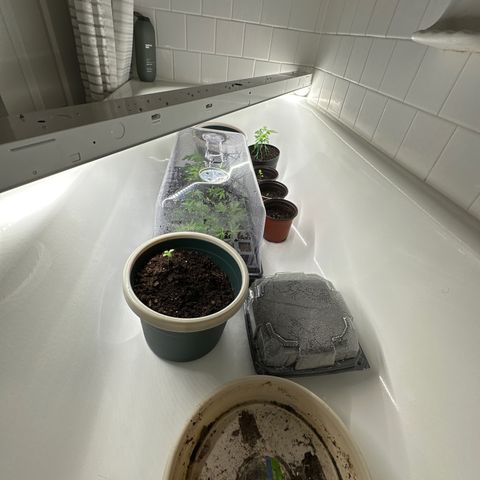 Gorrila nut #9 growlog timeline photo