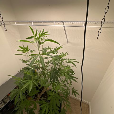 Gorrila nut #9 growlog timeline photo