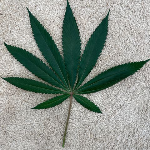 Gorrila nut #9 growlog timeline photo