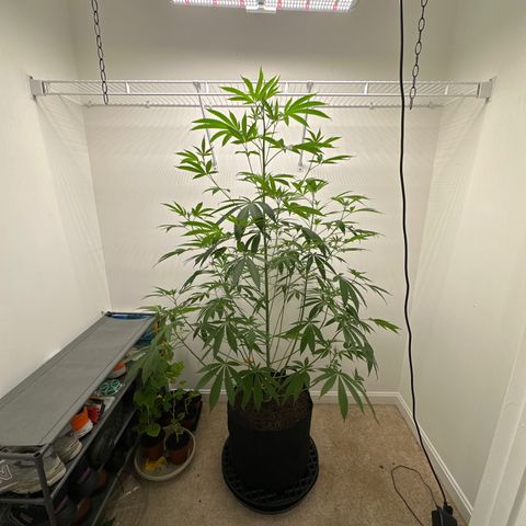 Gorrila nut #9 growlog timeline photo
