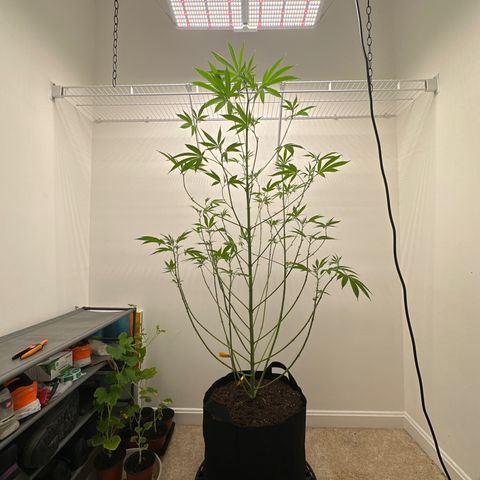 Gorrila nut #9 growlog timeline photo