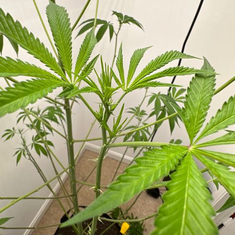 Gorrila nut #9 growlog timeline photo