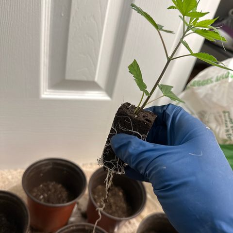 Gorrila nut #9 growlog timeline photo