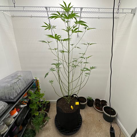 Gorrila nut #9 growlog timeline photo
