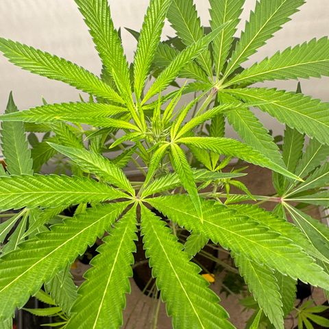 Gorrila nut #9 growlog timeline photo