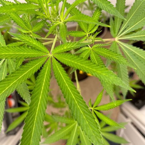 Gorrila nut #9 growlog timeline photo