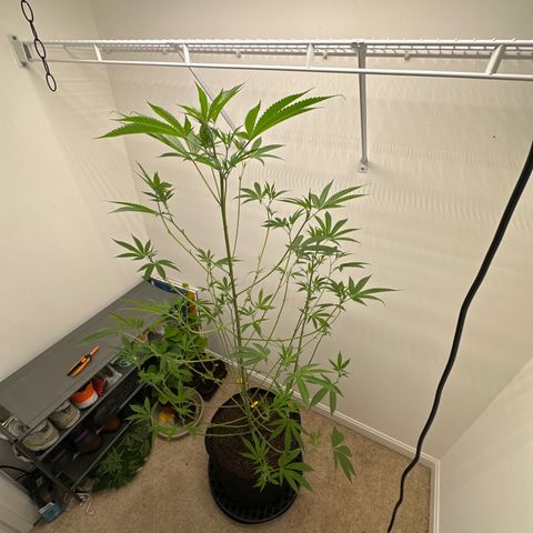 Gorrila nut #9 growlog timeline photo