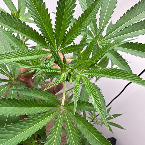 Gorrila nut #9 growlog timeline photo