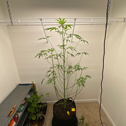Gorrila nut #9 growlog timeline photo