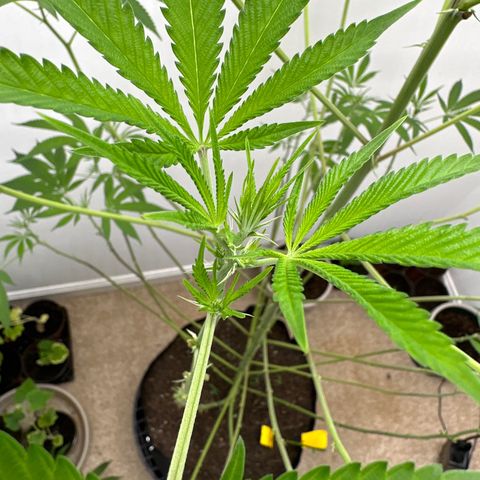 Gorrila nut #9 growlog timeline photo