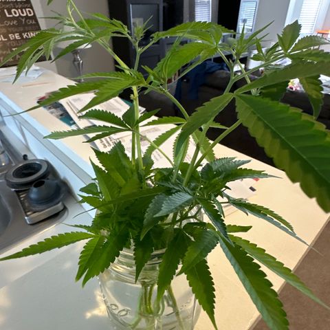 Gorrila nut #9 growlog timeline photo