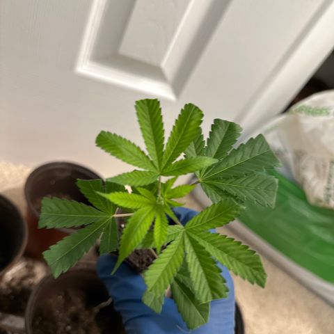Gorrila nut #9 growlog timeline photo