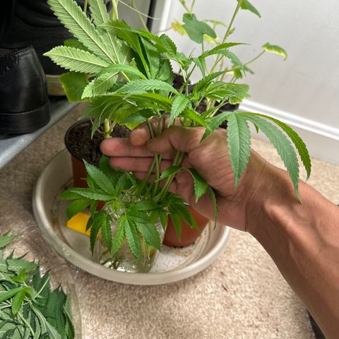 Gorrila nut #9 growlog timeline photo