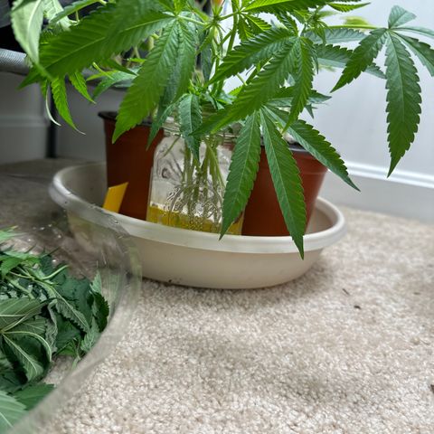 Gorrila nut #9 growlog timeline photo