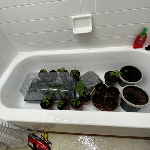 Gorrila nut #9 growlog timeline photo