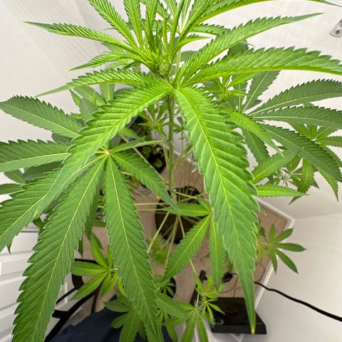 Gorrila nut #9 growlog timeline photo