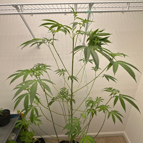Gorrila nut #9 growlog timeline photo