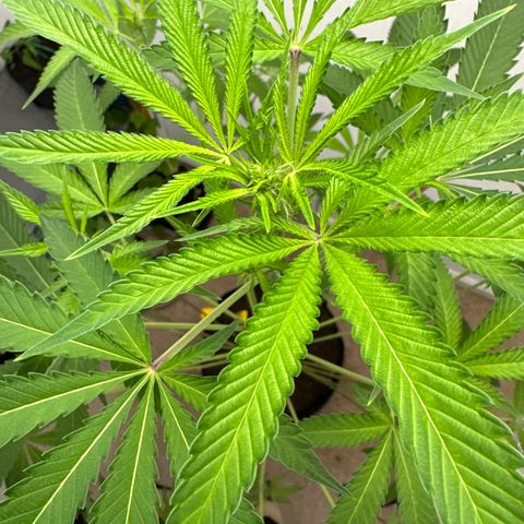 Gorrila nut #9 growlog timeline photo