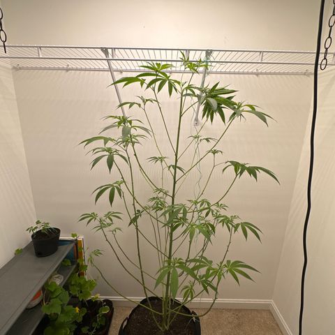 Gorrila nut #9 growlog timeline photo