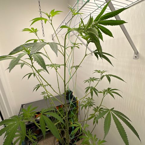 Gorrila nut #9 growlog timeline photo