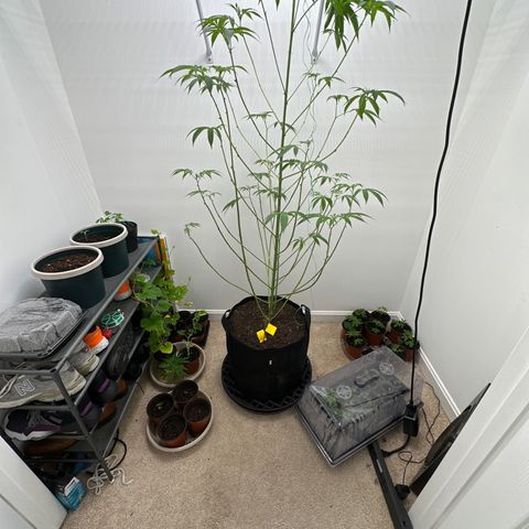 Gorrila nut #9 growlog timeline photo