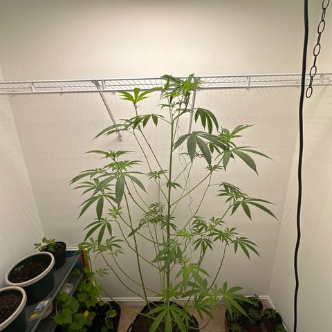 Gorrila nut #9 growlog timeline photo