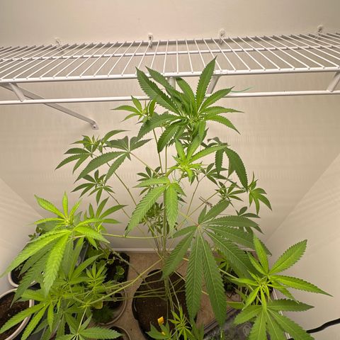 Gorrila nut #9 growlog timeline photo