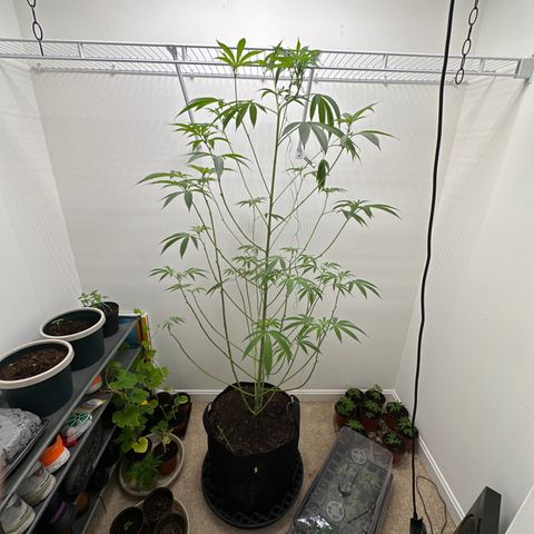 Gorrila nut #9 growlog timeline photo