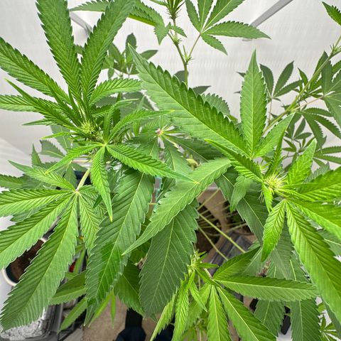 Gorrila nut #9 growlog timeline photo