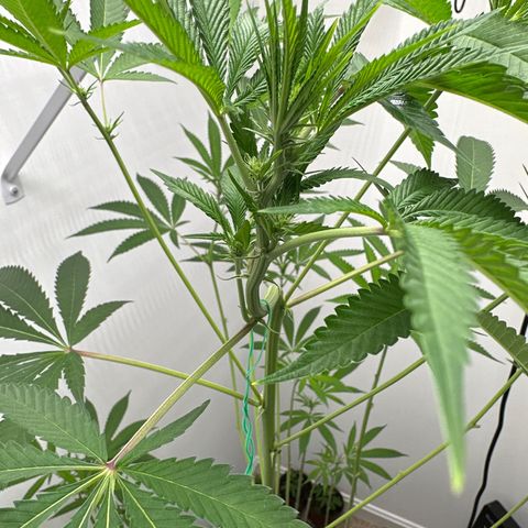 Gorrila nut #9 growlog timeline photo
