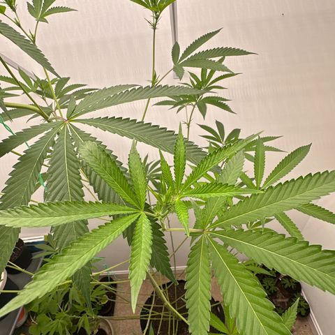 Gorrila nut #9 growlog timeline photo