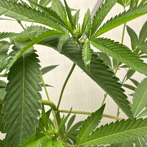 Gorrila nut #9 growlog timeline photo