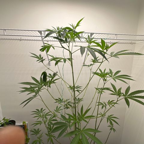 Gorrila nut #9 growlog timeline photo