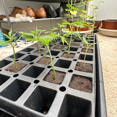 Gorrila nut #9 growlog timeline photo