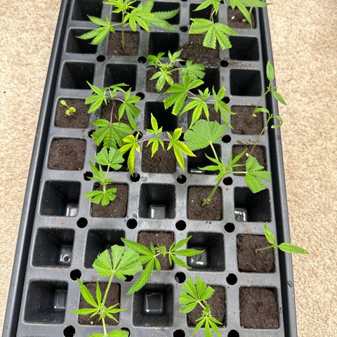 Gorrila nut #9 growlog timeline photo