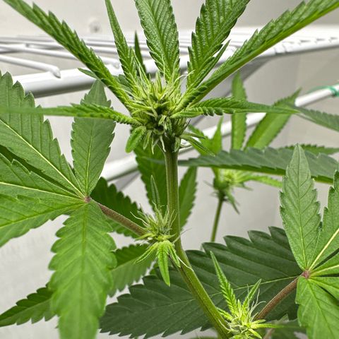Gorrila nut #9 growlog timeline photo